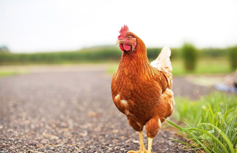 Juego chicken road, chicken road online